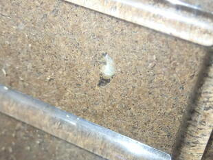 いきもの館の繁殖ラッシュ　～ミヤマクワガタ～