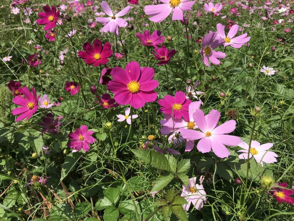 蟄虫戸を坯す(すごもりのむしとをとざす)の写真