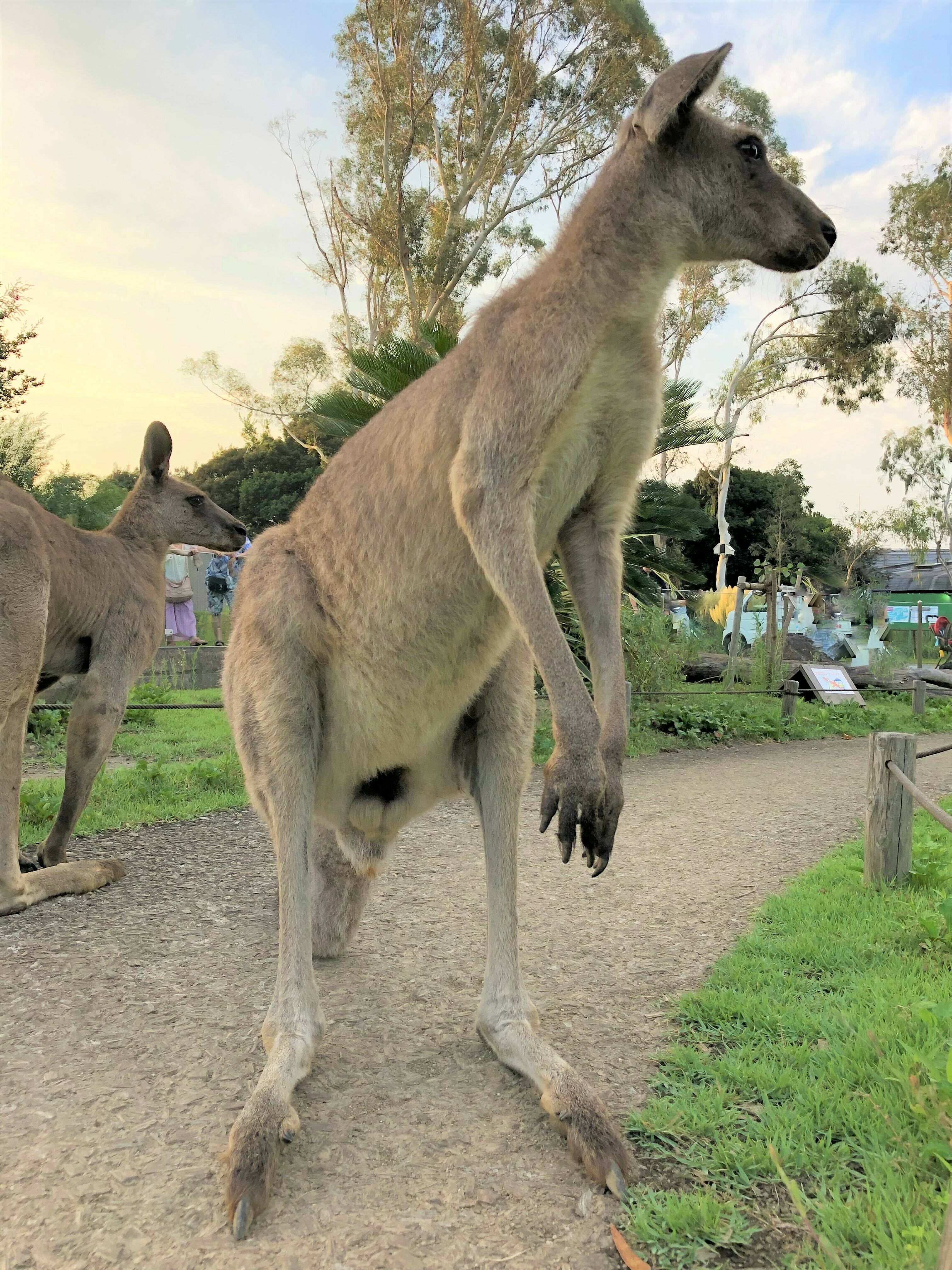 ナイトカンガルーの写真
