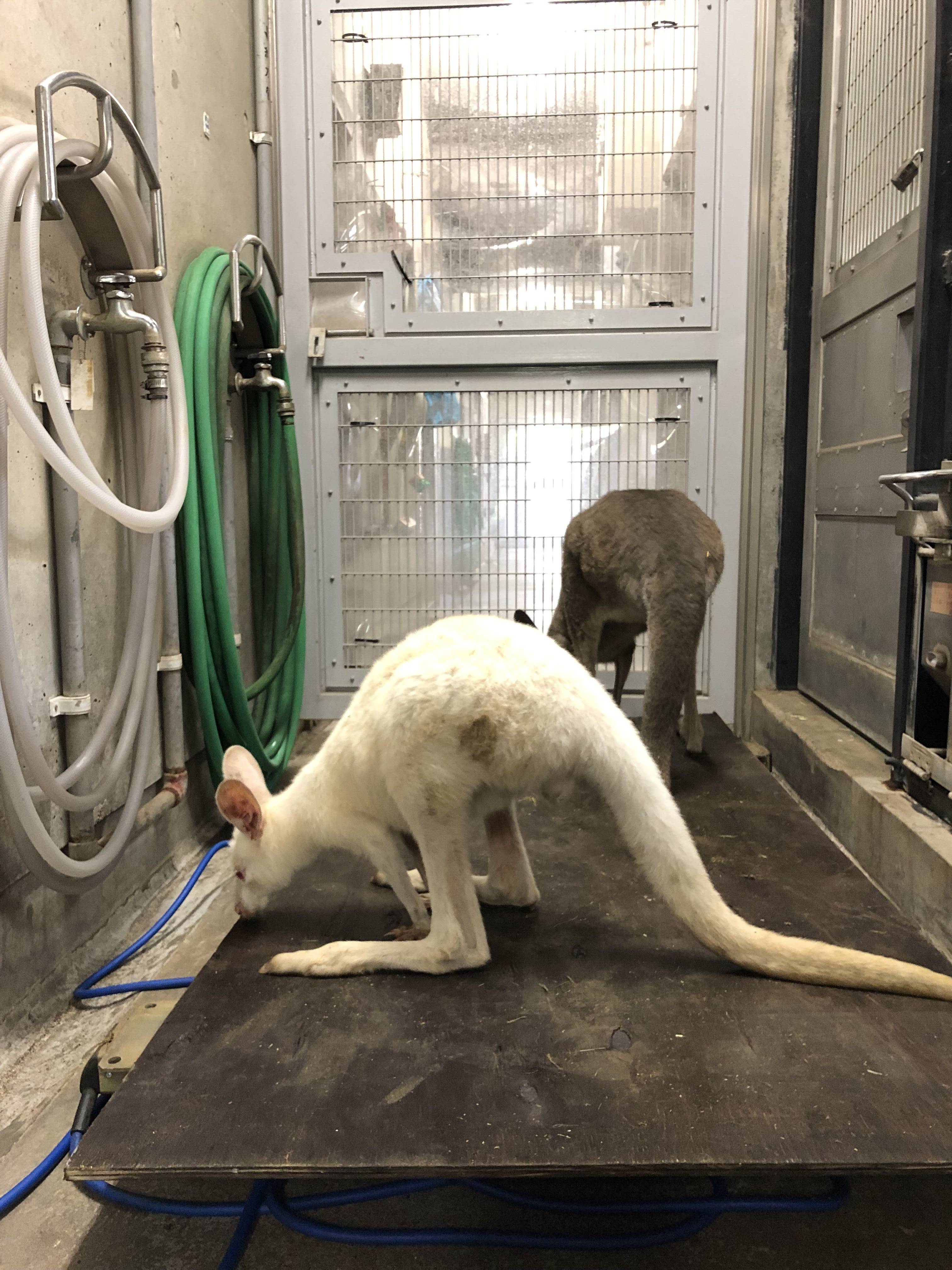 カンガルーの体重測定の写真