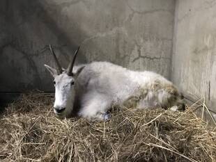シロイワヤギの近況~モニター設置終了~