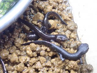 いきもの館の繁殖ラッシュ ~アカハライモリ~