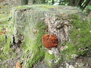 秋のきのこシーズン