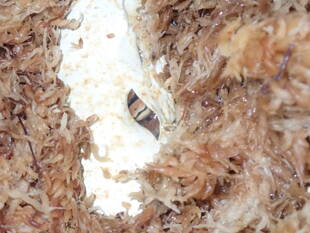 いきもの館の繁殖ラッシュ ~ジムグリ~