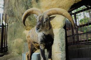 バーラルのボーズが死亡しました