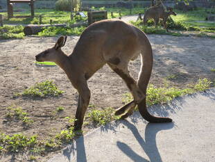 オスたちの・・・