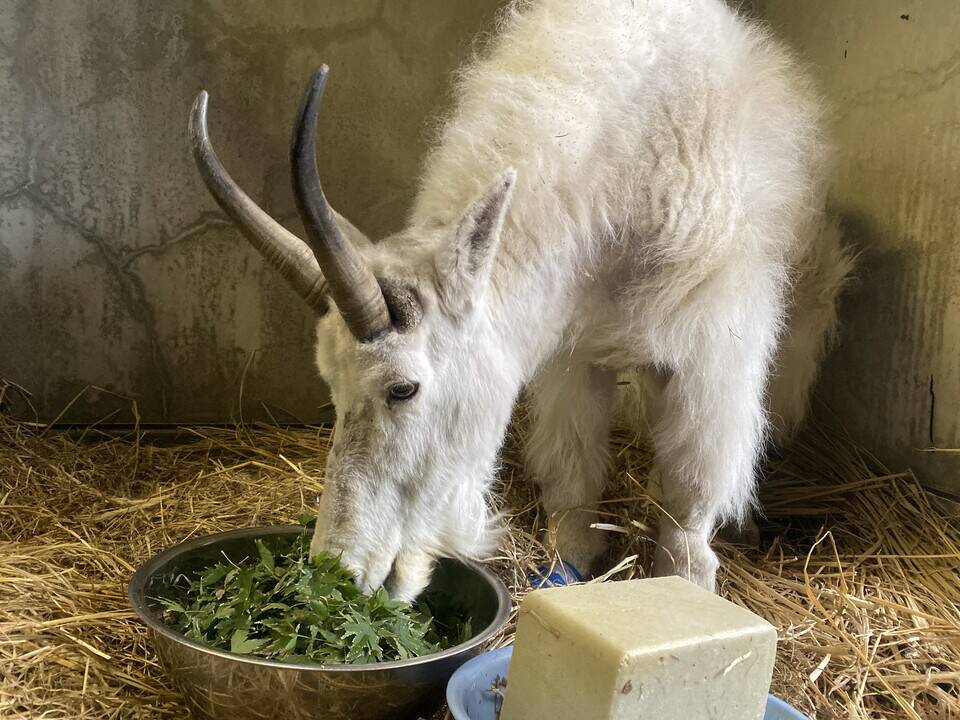 シロイワヤギの近況~立ち上がれるようになりました~の写真