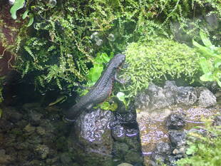 アカハライモリの展示水槽を作成しました　その②