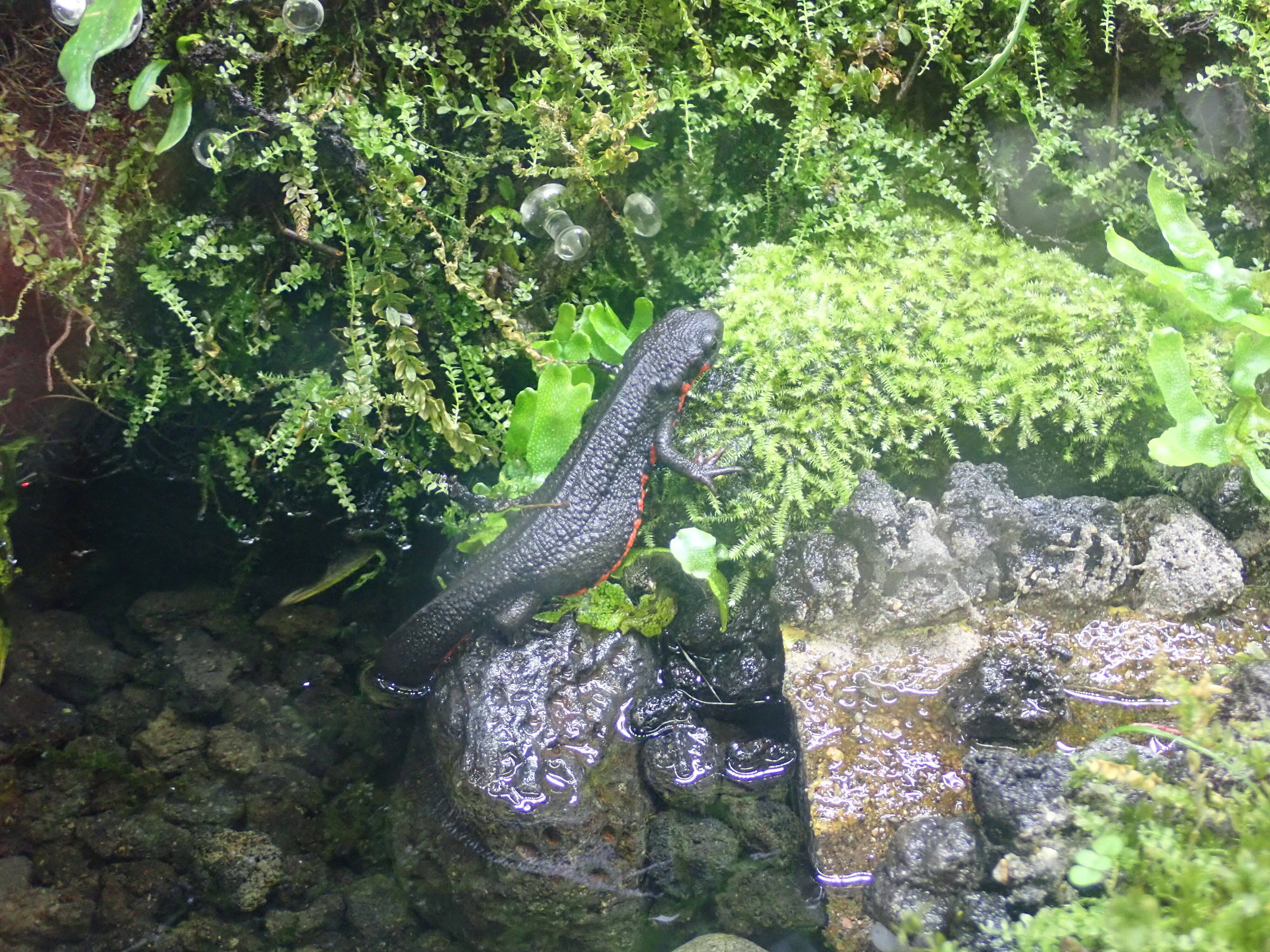 アカハライモリの展示水槽を作成しました その②の写真