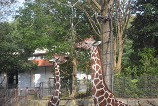 大きくなりました。