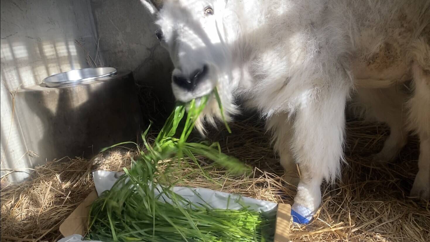 シロイワヤギの近況~青草をいただきました~の写真