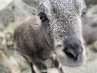 芸術ツノ秋② 今年のニューフェイス!クー成長記
