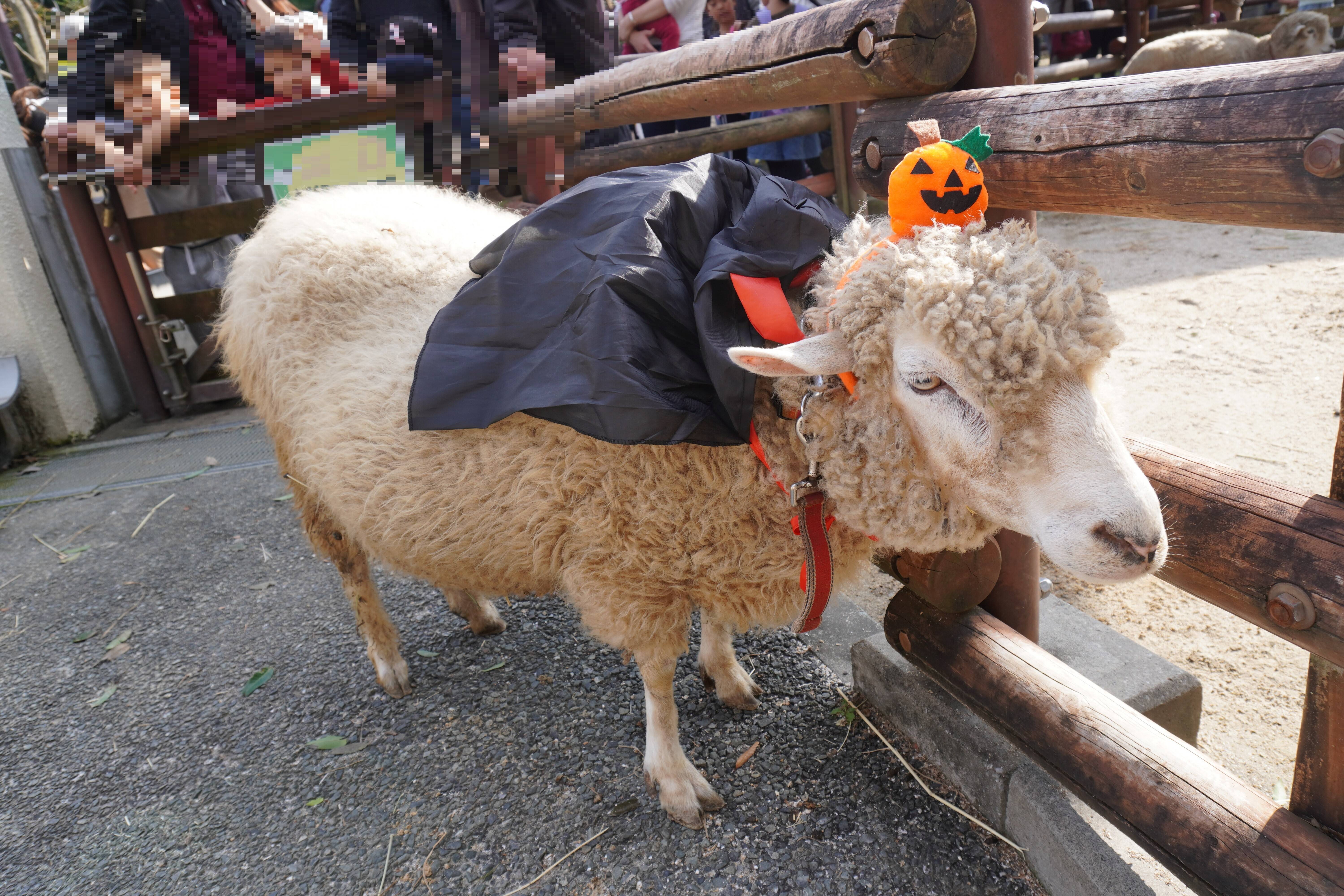 ほのぼの広場のハロウィン(後編)の写真