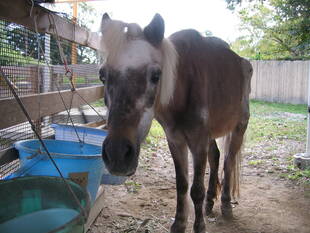 「天高く馬肥える秋」