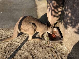 展示場の銀バット