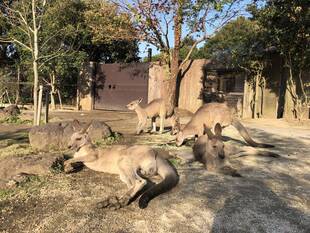 ウォークスルーにオスがいます
