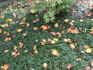 朔風葉を払う(さくふうはをはらう)