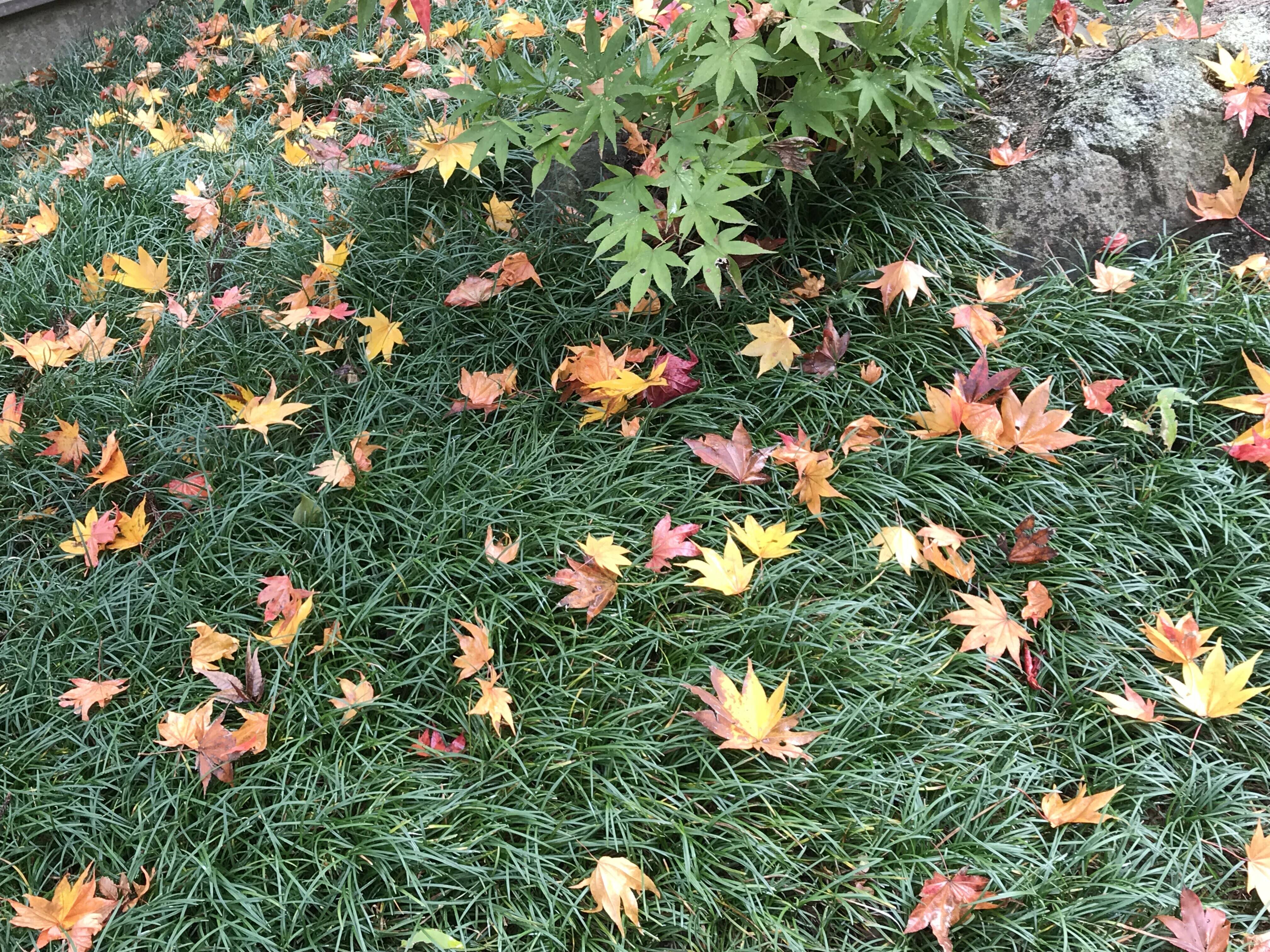 朔風葉を払う(さくふうはをはらう)の写真