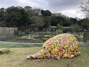 カンガルーと芸術の秋？