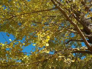 「まもなく紅葉ですね」