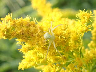 クモの待ち伏せ