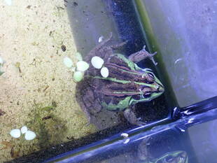 トウキョウダルマガエルが冬眠を始めました