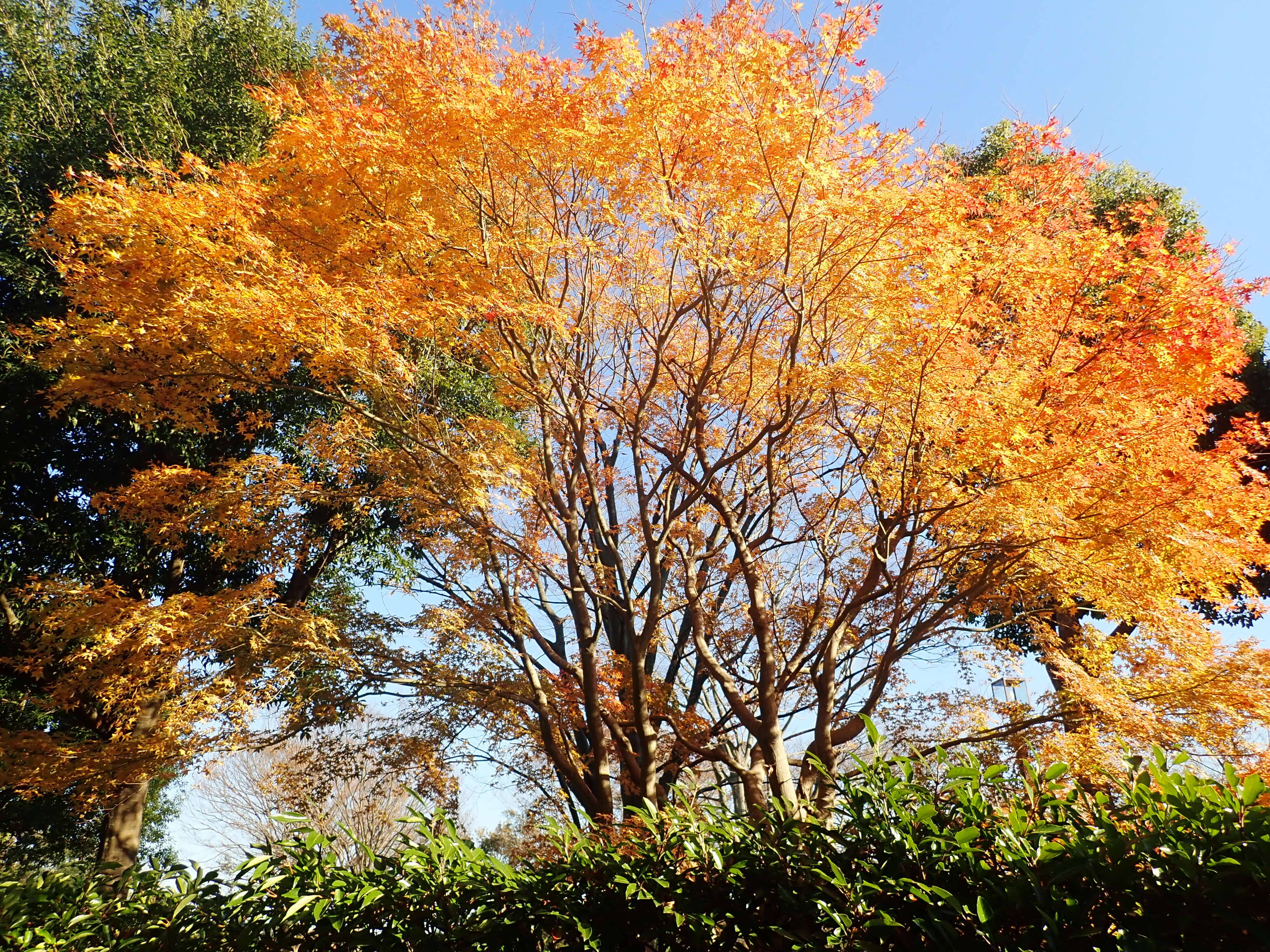 イロハモミジの紅葉の写真