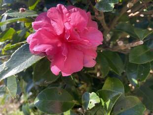 まもなくお正月