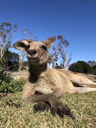 最近ウォークスルーに出ている若オスたち・続