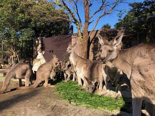 イタリアンライグラスが搬入されました