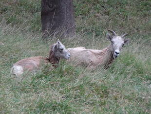おかあさんといっしょ