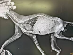 タヌキの「くる病」