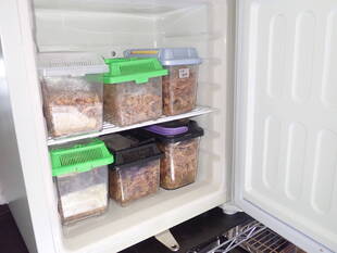 クールインキュベーターで冬眠　～子ヘビたち～