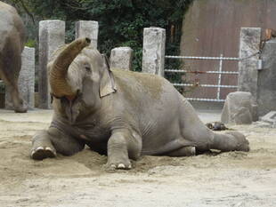 なるべく早く見に来てください！