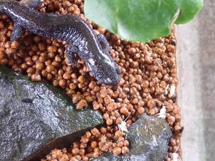 いきもの館のトウキョウサンショウウオ