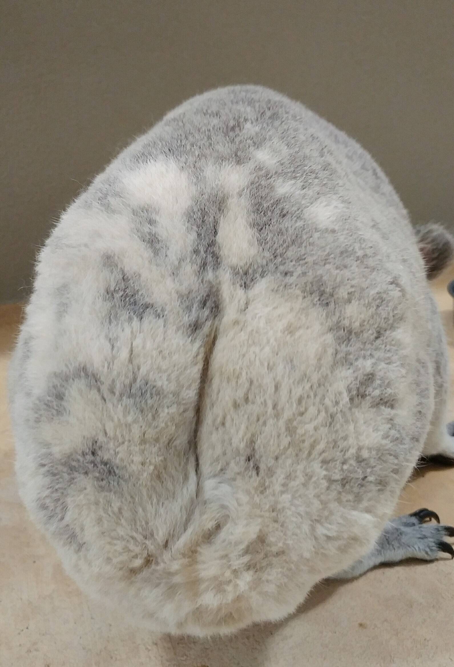 おしりの写真