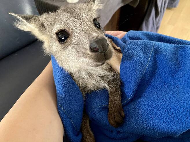 オーストラリア森林火災にともなう活動支援のご紹介 Oh カンガルー 金沢動物園公式サイト 公益財団法人 横浜市緑の協会