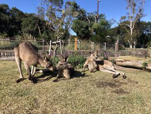オーストラリア森林火災にともなう野生動物保護活動への募金のお願い