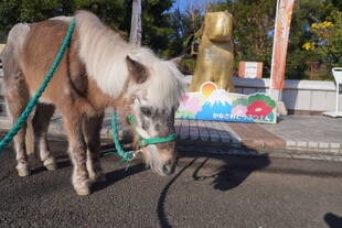 ボタンも新年を迎えられました