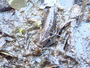 いきものガーデンの池掃除