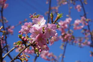 ほのぼの広場近くの桜