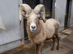 私は誰でしょう?①