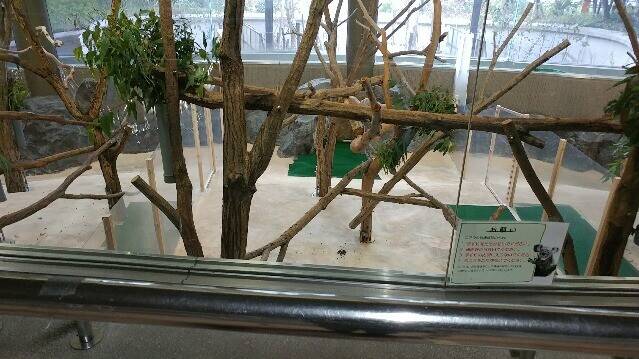 コアラのアレの写真