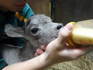 おなかの中の赤ちゃん