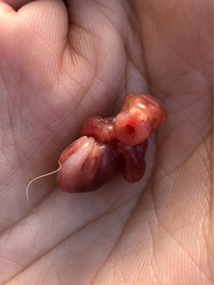 ちびっこカンガルー、シオの誕生秘話