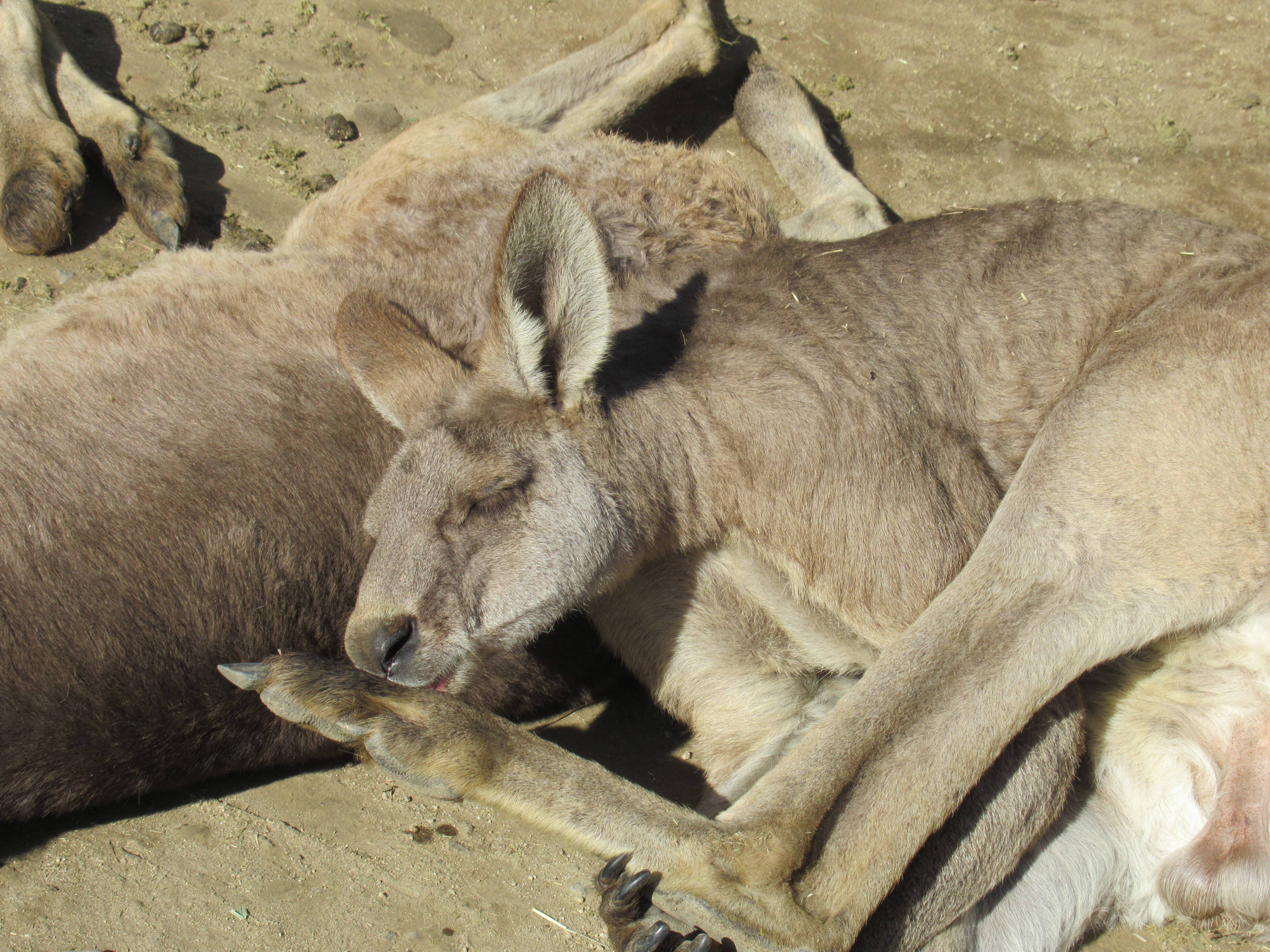カンガルークイズです!の写真