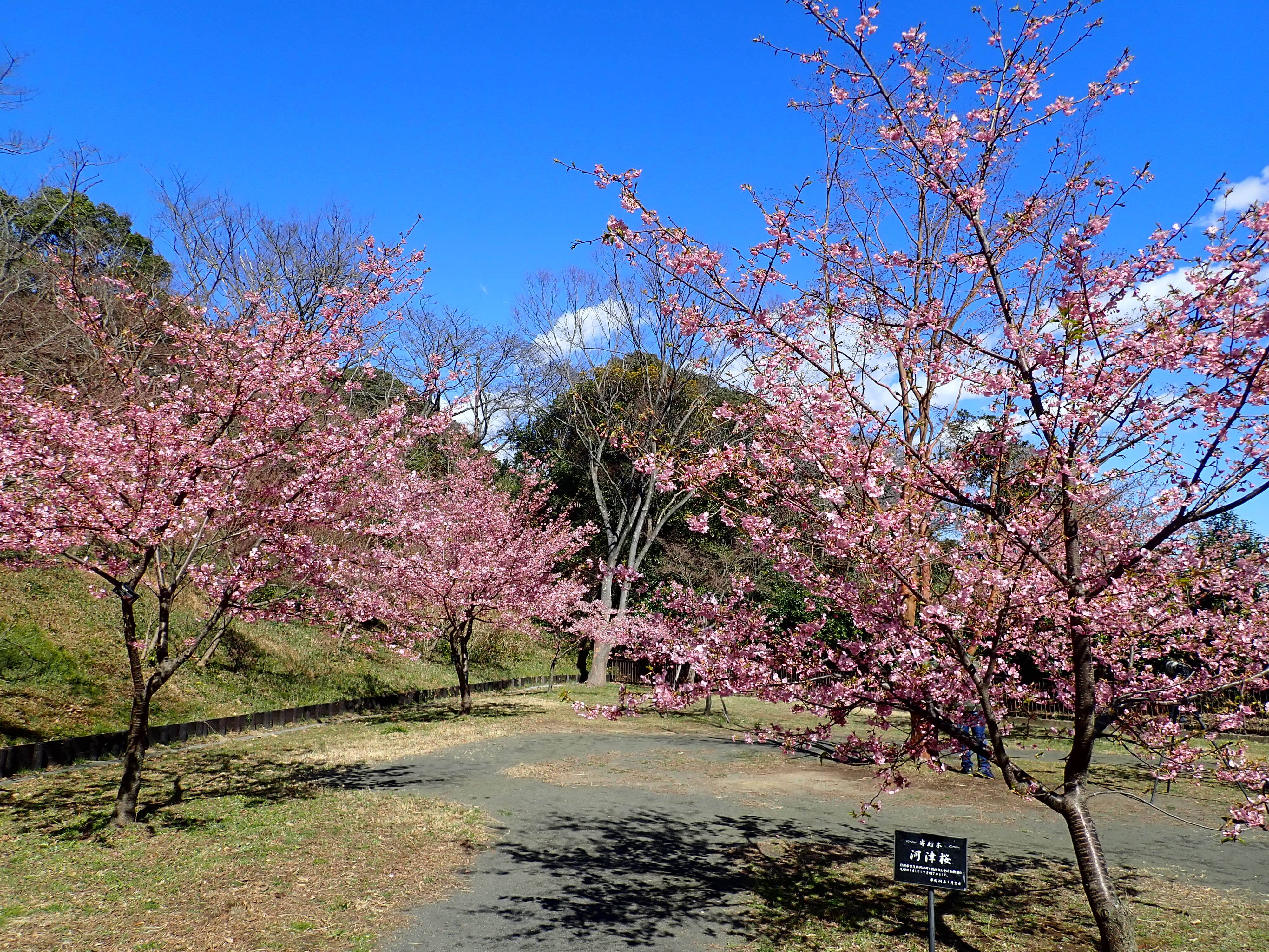 見頃の花の写真