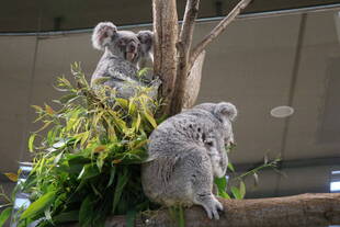 コアラのためのバレンタイン