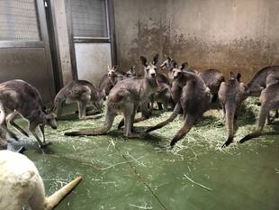 ウォークスルーにいない日は・・・