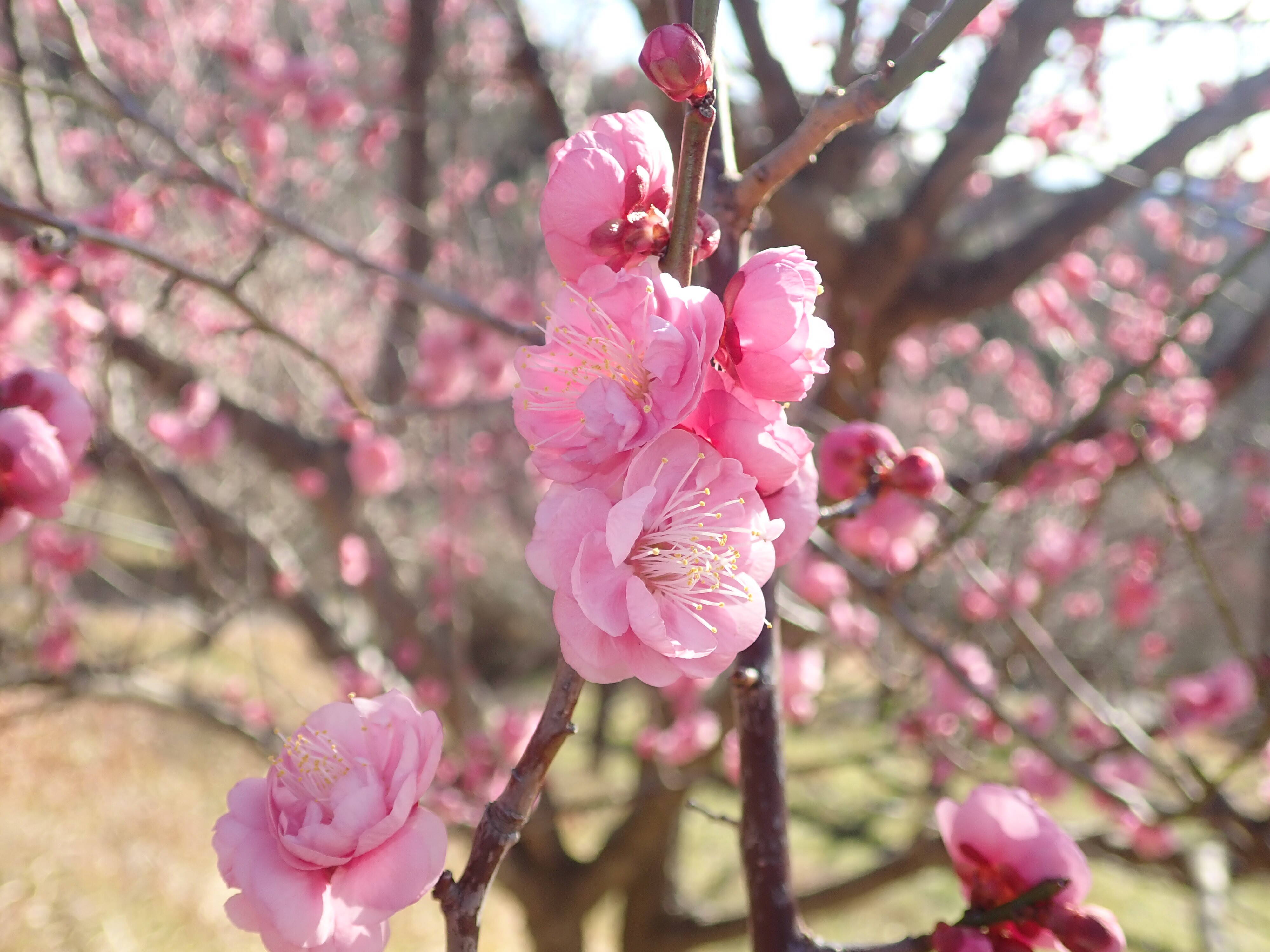 園内は花盛の写真